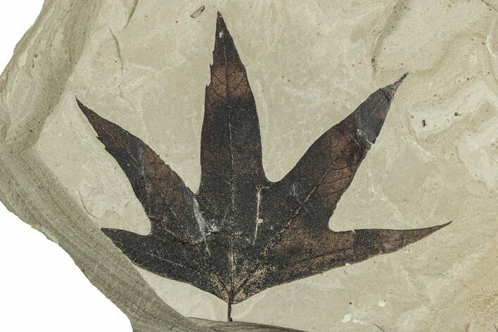 Beautiful Fossil Sycamore (Macginitiea) Leaf - Utah #240453